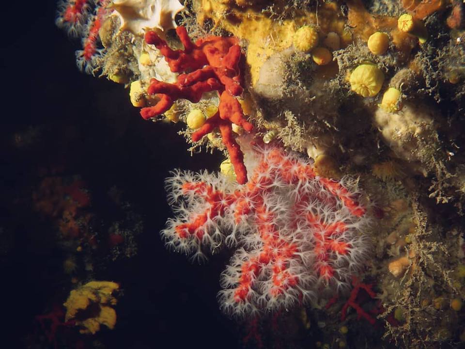 corallo rosso di Portofino